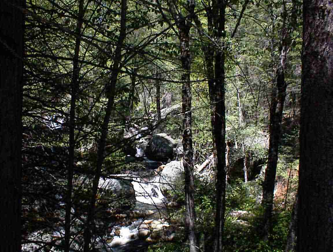 Mountain Stream.jpg (175407 bytes)