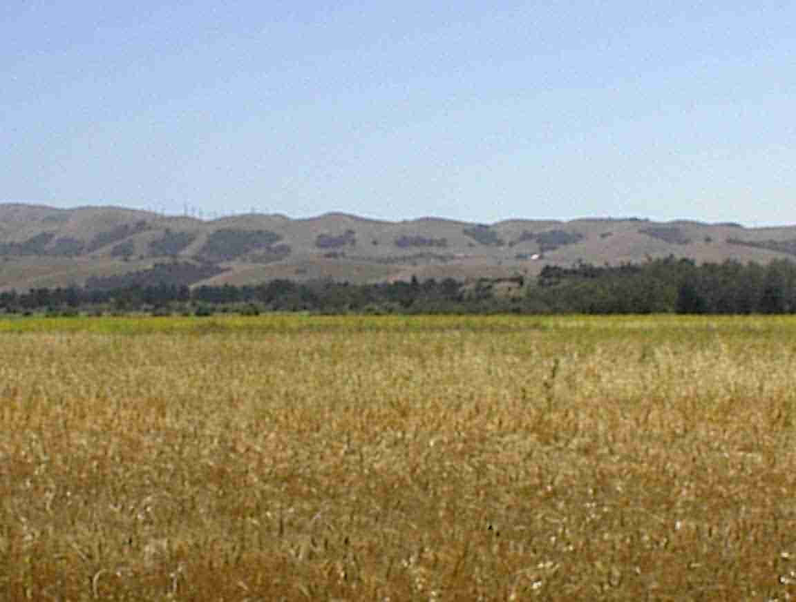 fields.jpg (177072 bytes)